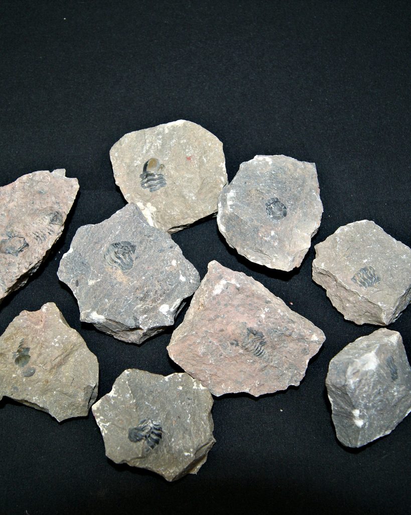 Roca pura con trilobites (UND)