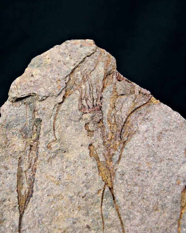 SONY DSC Placa con Eocrinoideos