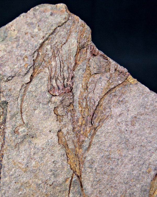 SONY DSC Placa con Eocrinoideos