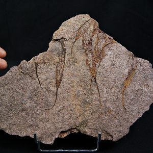 Placa con Eocrinoideos