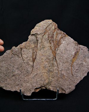 SONY DSC Placa con Eocrinoideos