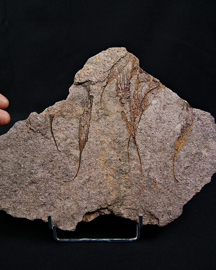Placa con Eocrinoideos