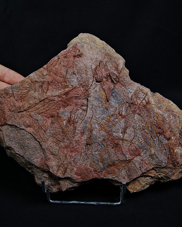 SONY DSC Placa con Eocrinoideos