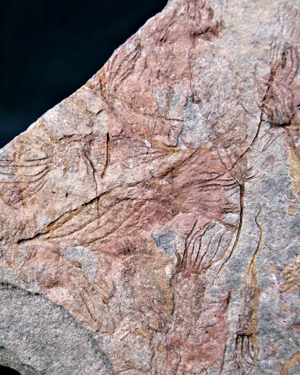 SONY DSC Placa con Eocrinoideos