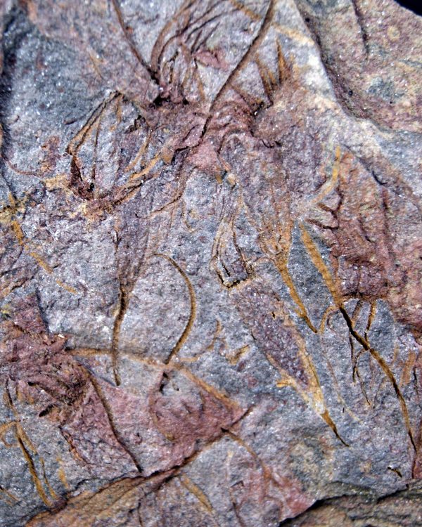 SONY DSC Placa con Eocrinoideos