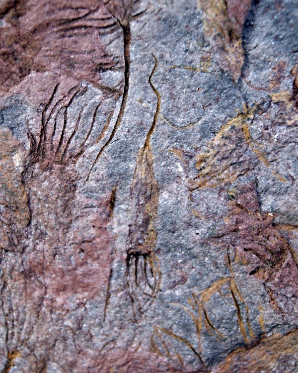 SONY DSC Placa con Eocrinoideos