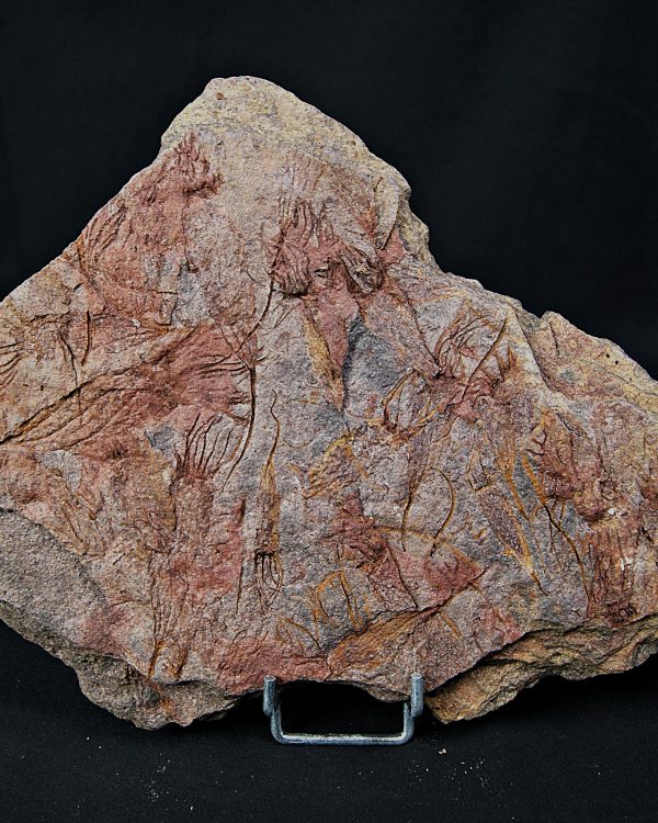 SONY DSC Placa con Eocrinoideos