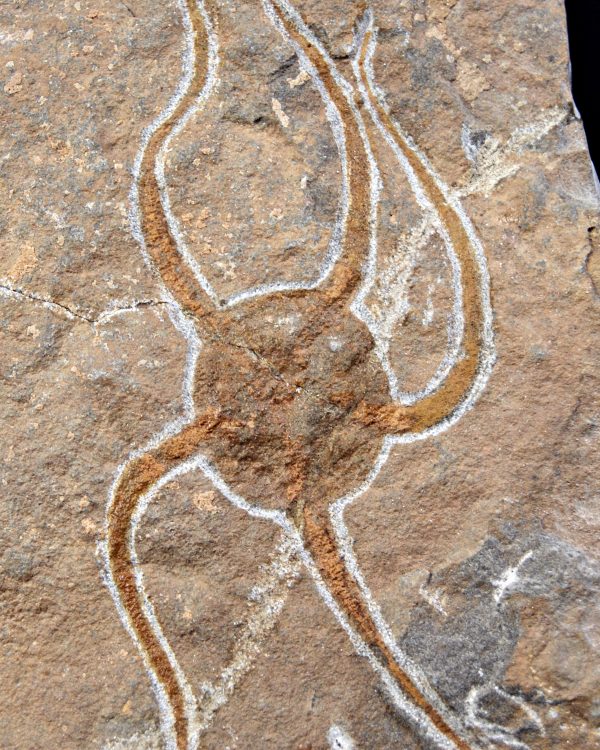 SONY DSC Ofiura brazos largos