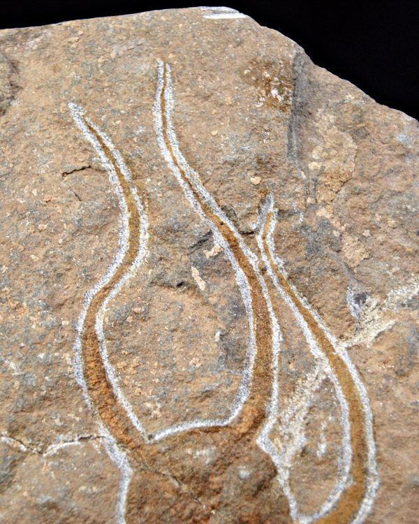 SONY DSC Ofiura brazos largos