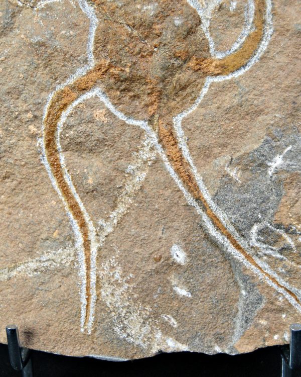 SONY DSC Ofiura brazos largos