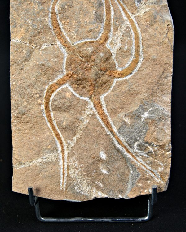 SONY DSC Ofiura brazos largos