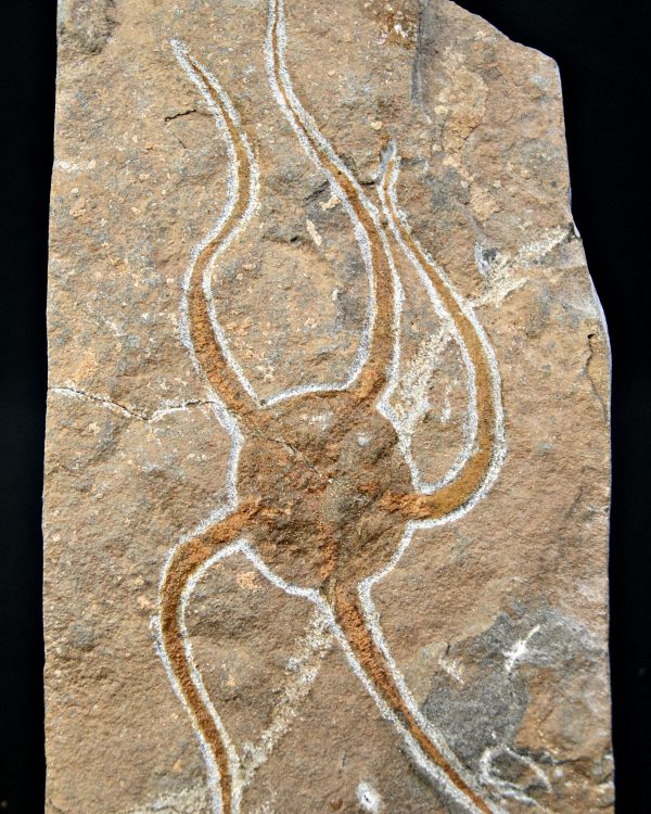 SONY DSC Ofiura brazos largos