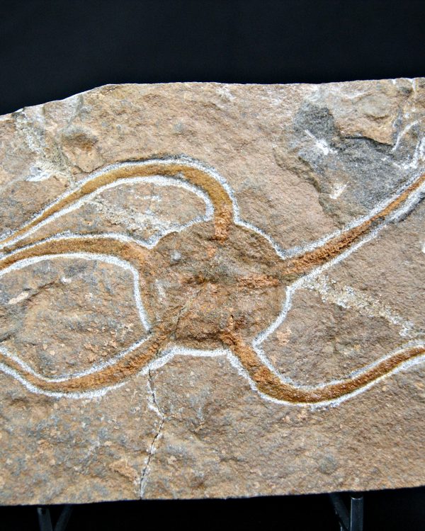 SONY DSC Ofiura brazos largos