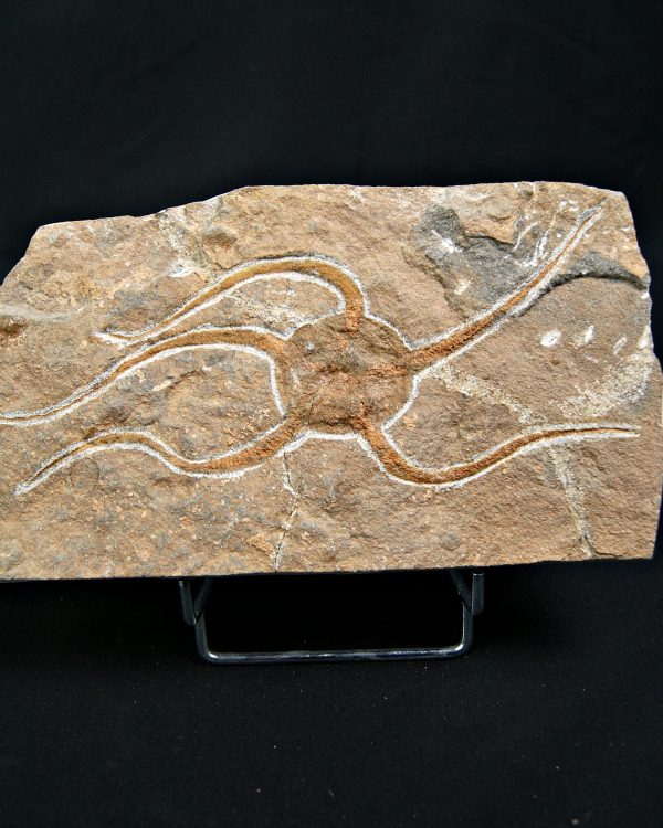 SONY DSC Ofiura brazos largos