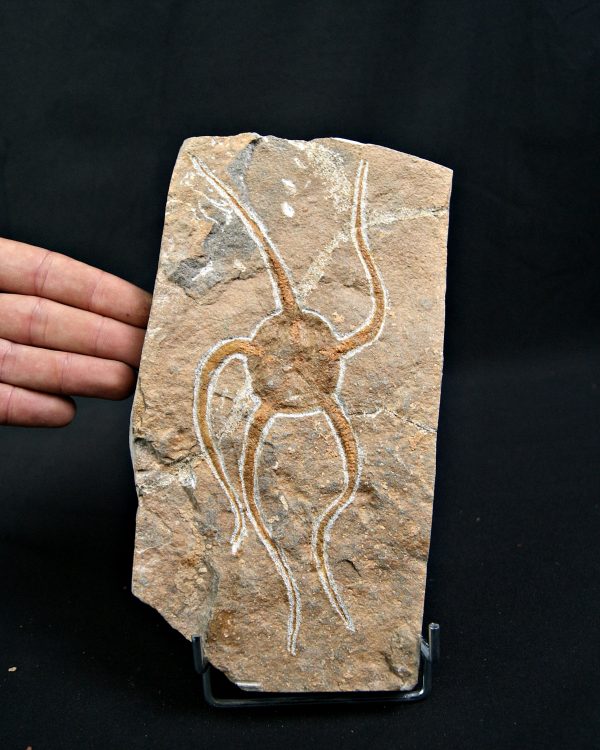 SONY DSC Ofiura brazos largos