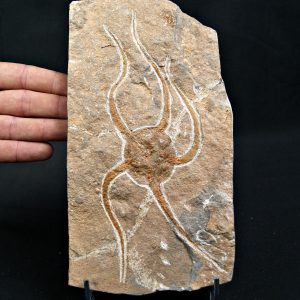 Ofiura brazos largos