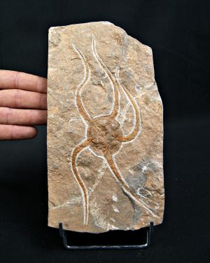 SONY DSC Ofiura brazos largos