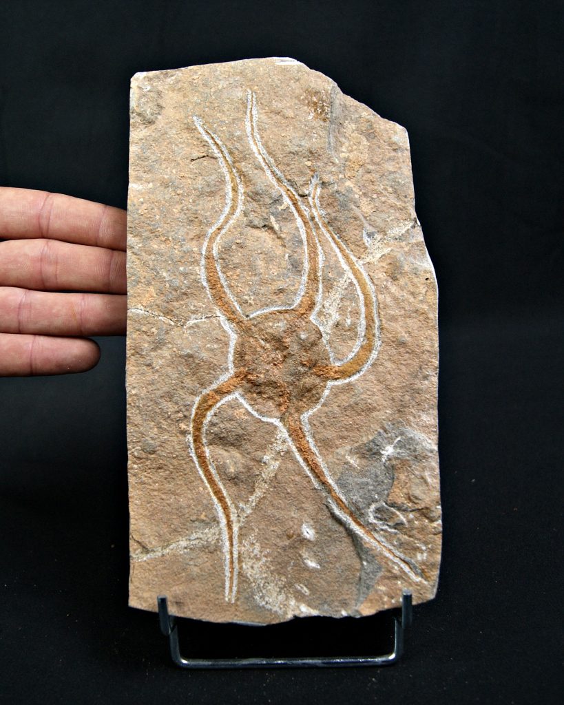 Ofiura brazos largos