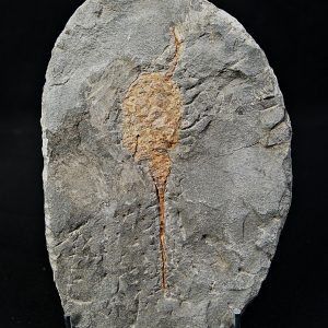 Carpoideo (Dendrocystites)