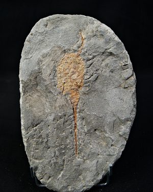 Carpoideo (Dendrocystites)