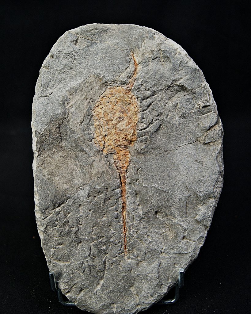 Carpoideo (Dendrocystites)