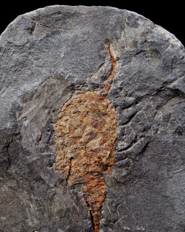 SONY DSC Carpoideo (Dendrocystites)