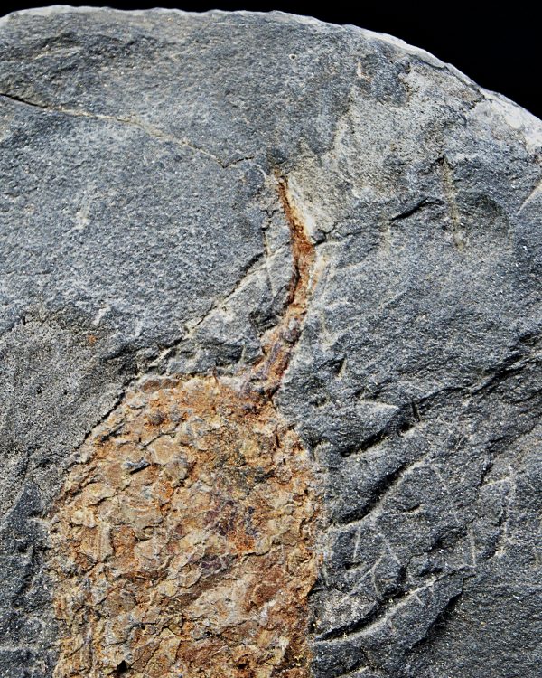 SONY DSC Carpoideo (Dendrocystites)