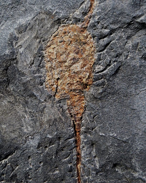 SONY DSC Carpoideo (Dendrocystites)