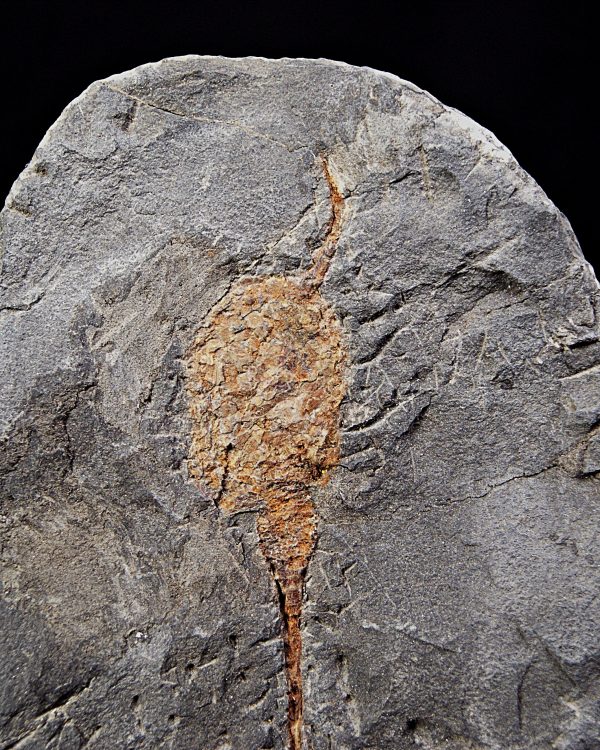 SONY DSC Carpoideo (Dendrocystites)