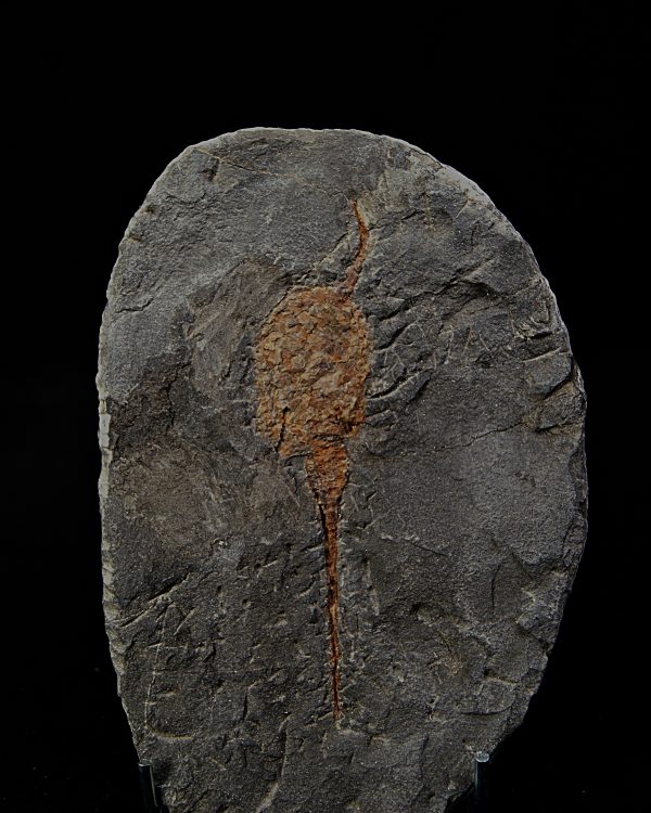 SONY DSC Carpoideo (Dendrocystites)