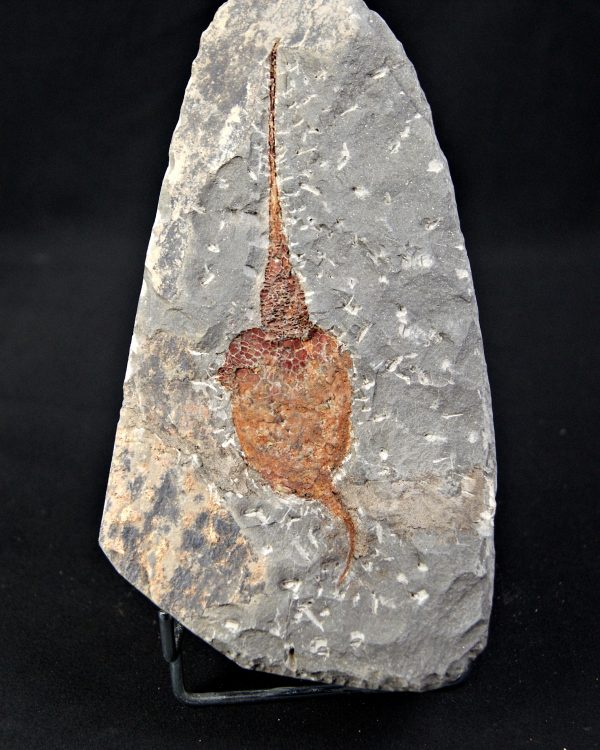 SONY DSC Carpoideo (Dendrocystites)