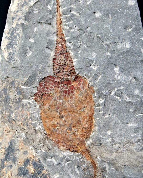 SONY DSC Carpoideo (Dendrocystites)