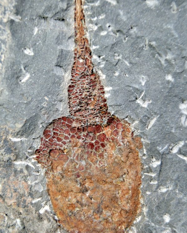 SONY DSC Carpoideo (Dendrocystites)