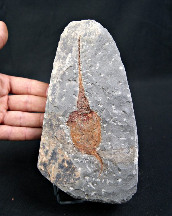 SONY DSC Carpoideo (Dendrocystites)