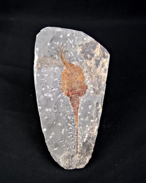 Carpoideo (Dendrocystites)