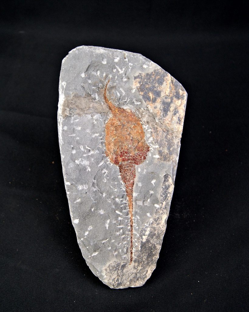 Carpoideo (Dendrocystites)