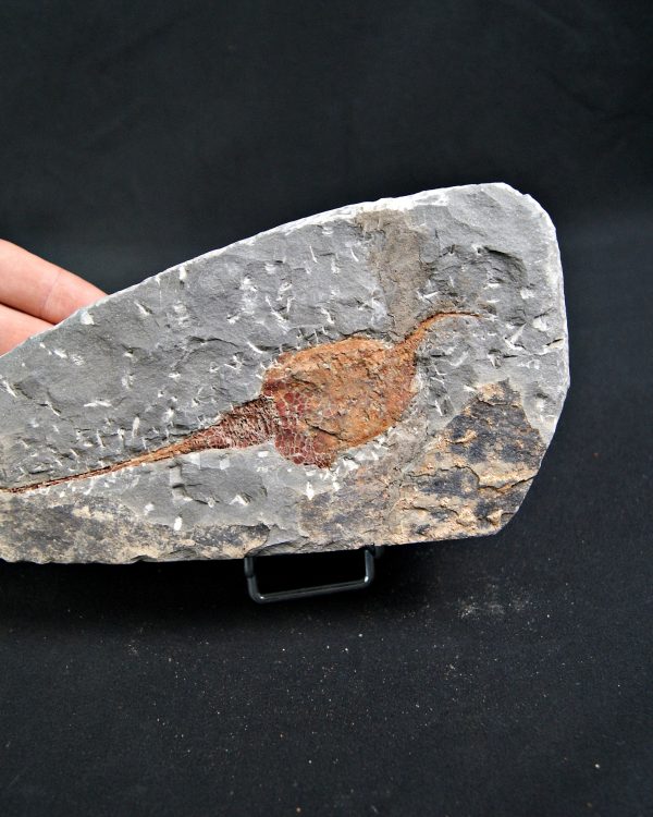 SONY DSC Carpoideo (Dendrocystites)