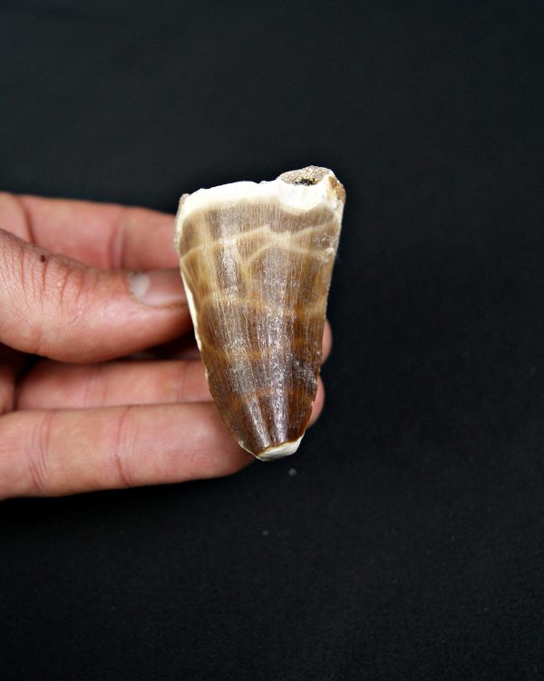 SONY DSC Mosasaurus hoffmanni