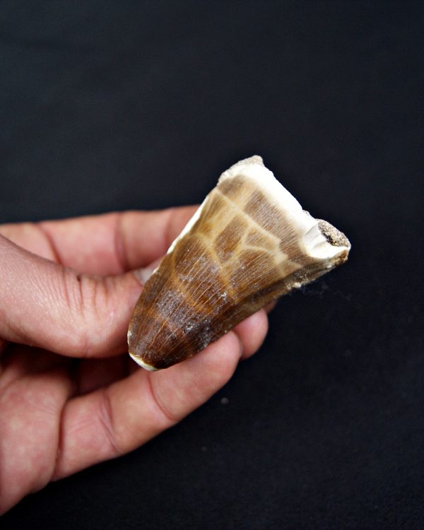 SONY DSC Mosasaurus hoffmanni