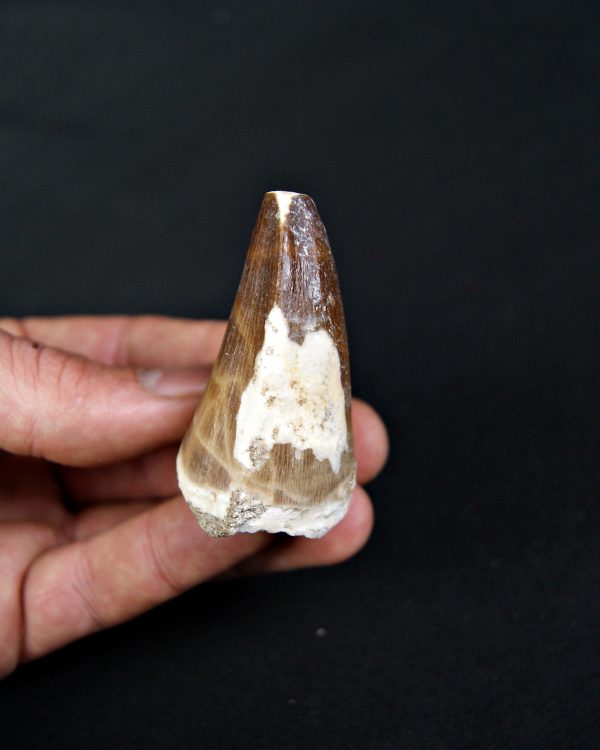 SONY DSC Mosasaurus hoffmanni