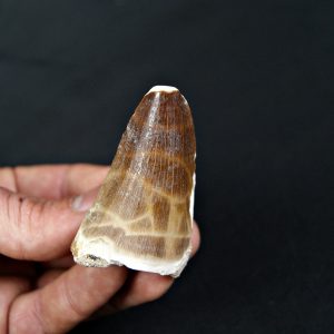 Mosasaurus hoffmanni