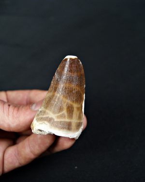 SONY DSC Mosasaurus hoffmanni