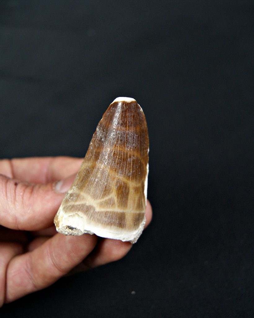 Mosasaurus hoffmanni