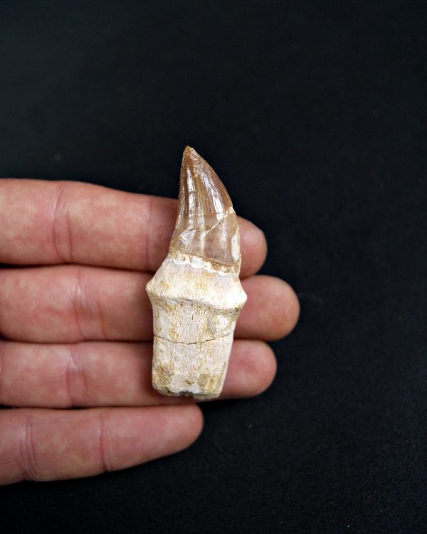 SONY DSC Mosasaurus (Liodon anceps)