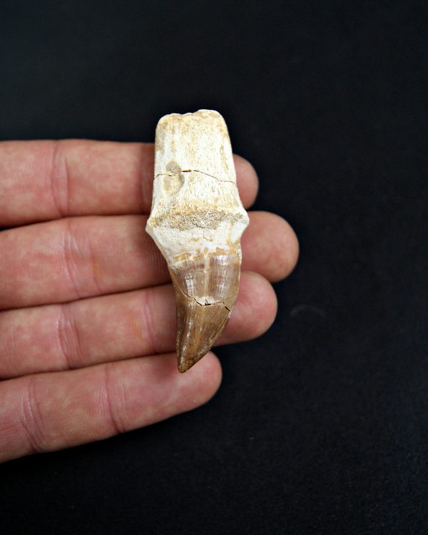 SONY DSC Mosasaurus (Liodon anceps)