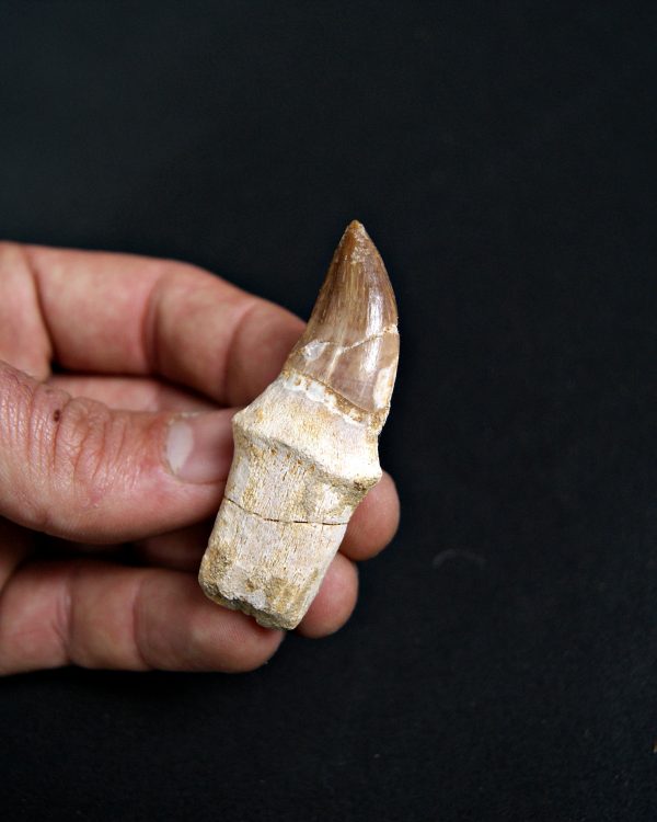 SONY DSC Mosasaurus (Liodon anceps)