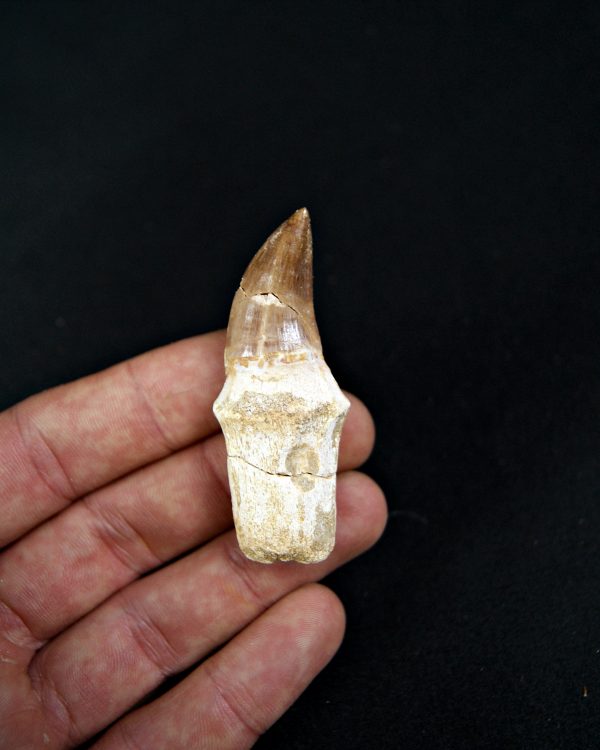 SONY DSC Mosasaurus (Liodon anceps)