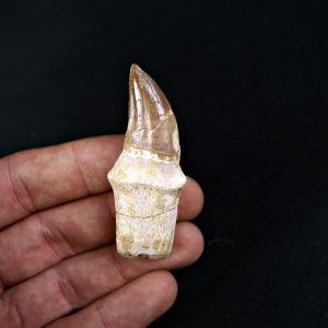 Mosasaurus (Liodon anceps)