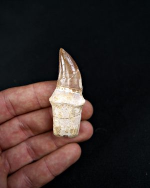 Mosasaurus (Liodon anceps)