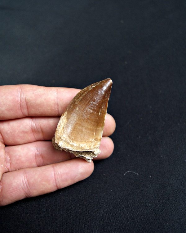 SONY DSC Mosasaurus (Liodon anceps)